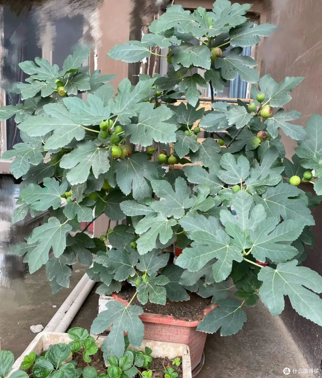 8种花最怕冷的花,马上“穿暖、控水、断肥”,小心收空盆!