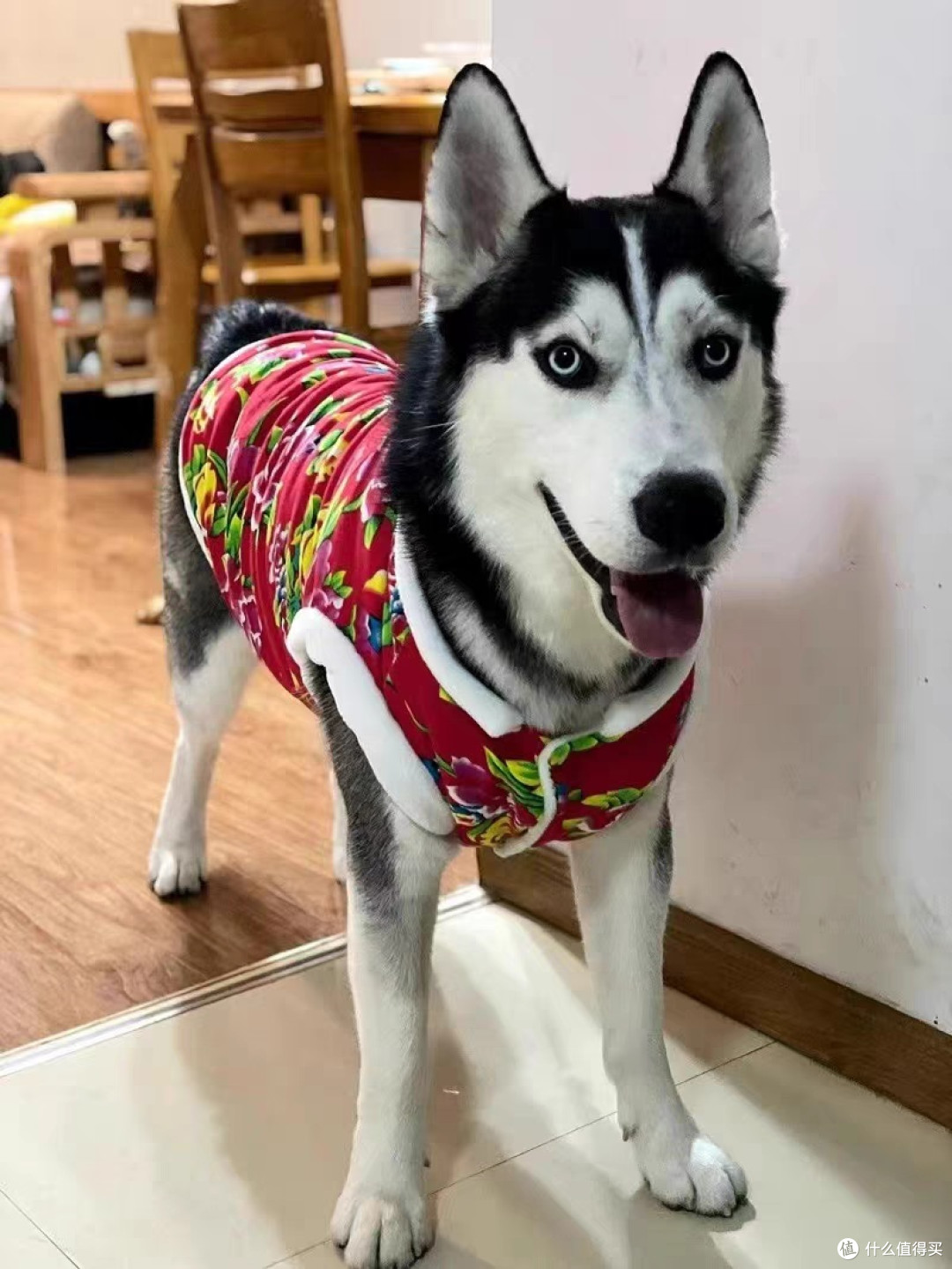 狗狗衣服