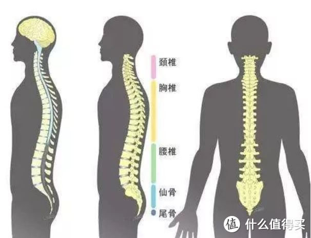 久坐打工人的物理外掛三款人體工學椅對比評測找到最適合你的工作伴侶