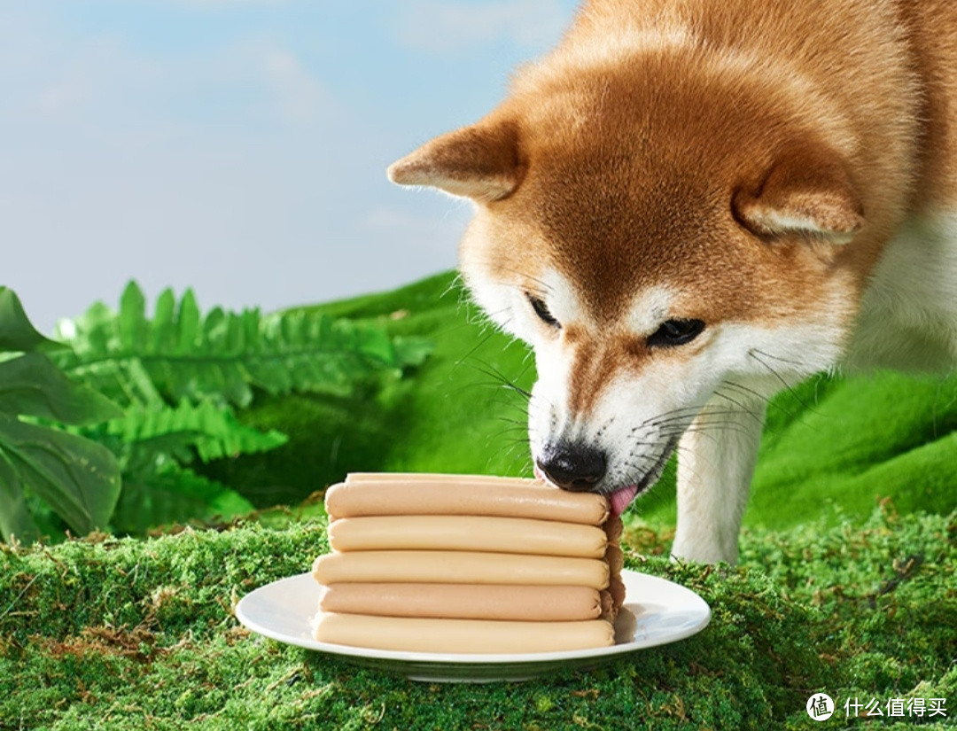 美味可口，宠物零食火腿肠成为狗狗的最爱！