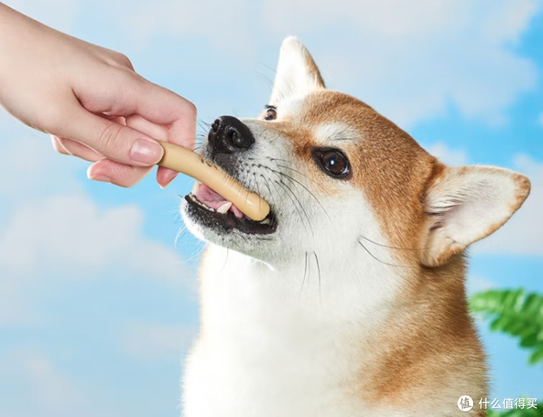 美味可口，宠物零食火腿肠成为狗狗的最爱！