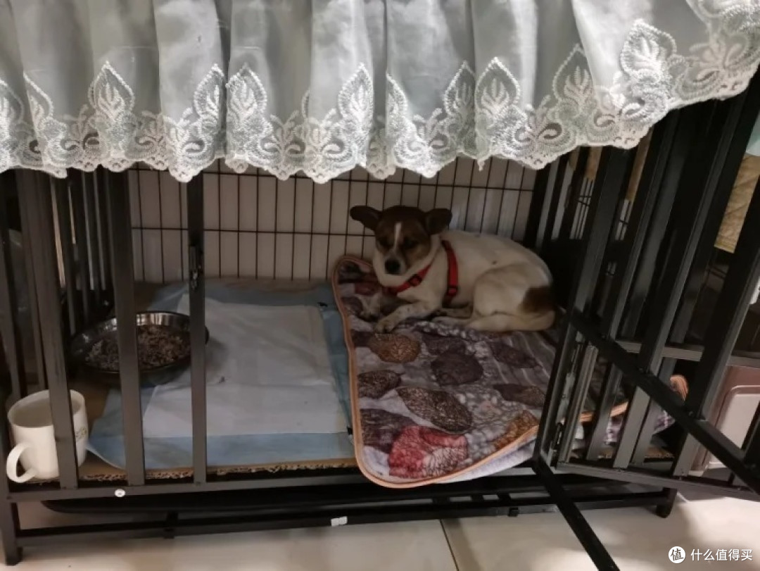 喵先生 狗笼加粗加密
