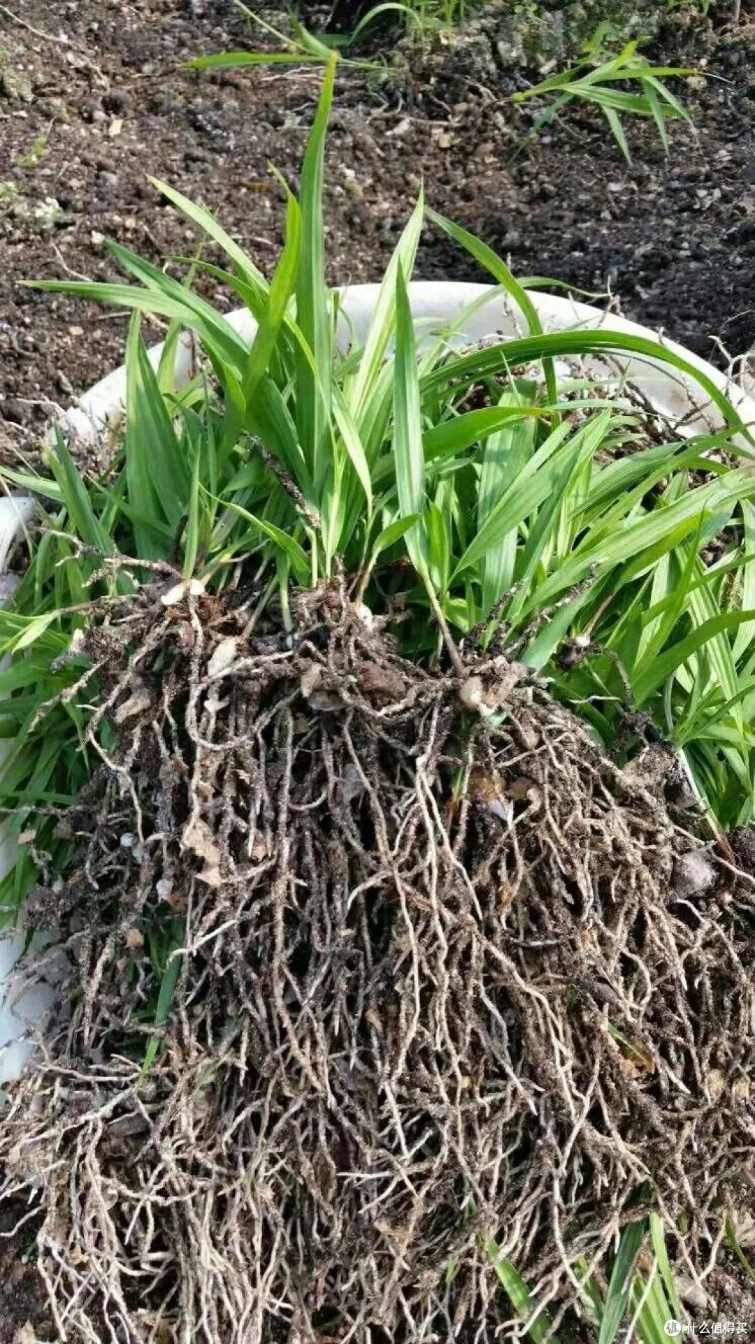 白及用法1