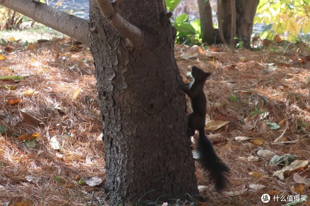 特別喜歡拍偶遇的小動物,可惜不是所有的小動物都親人,有時候還沒靠太