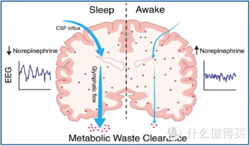 睡眠不足对寿命的潜在影响：对长寿风险的进一步研究