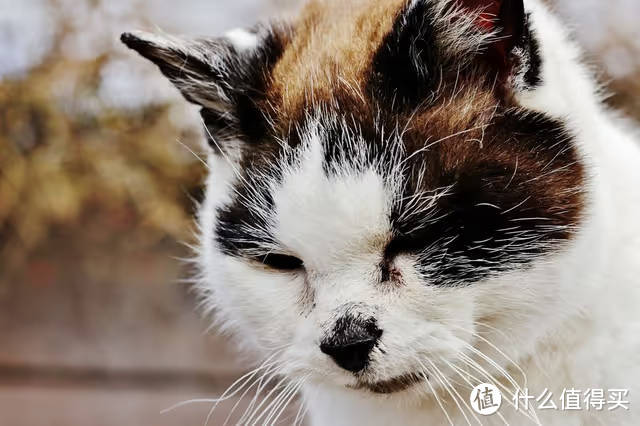 最好的猫粮品牌有哪些？十大最佳主食冻干猫粮品牌排名榜分享