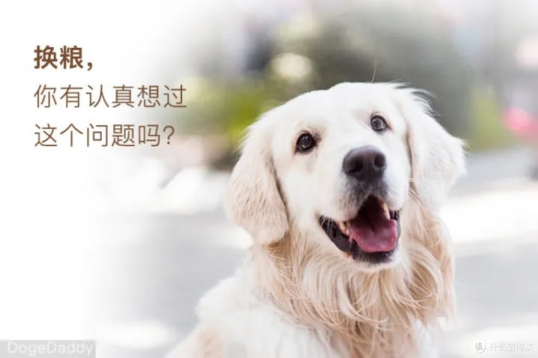 狗粮选择