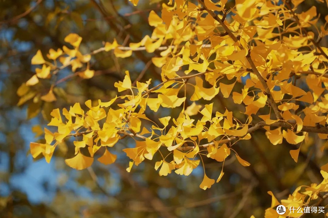 【原来上海这些常见的秋色叶树种，竟是“国宝