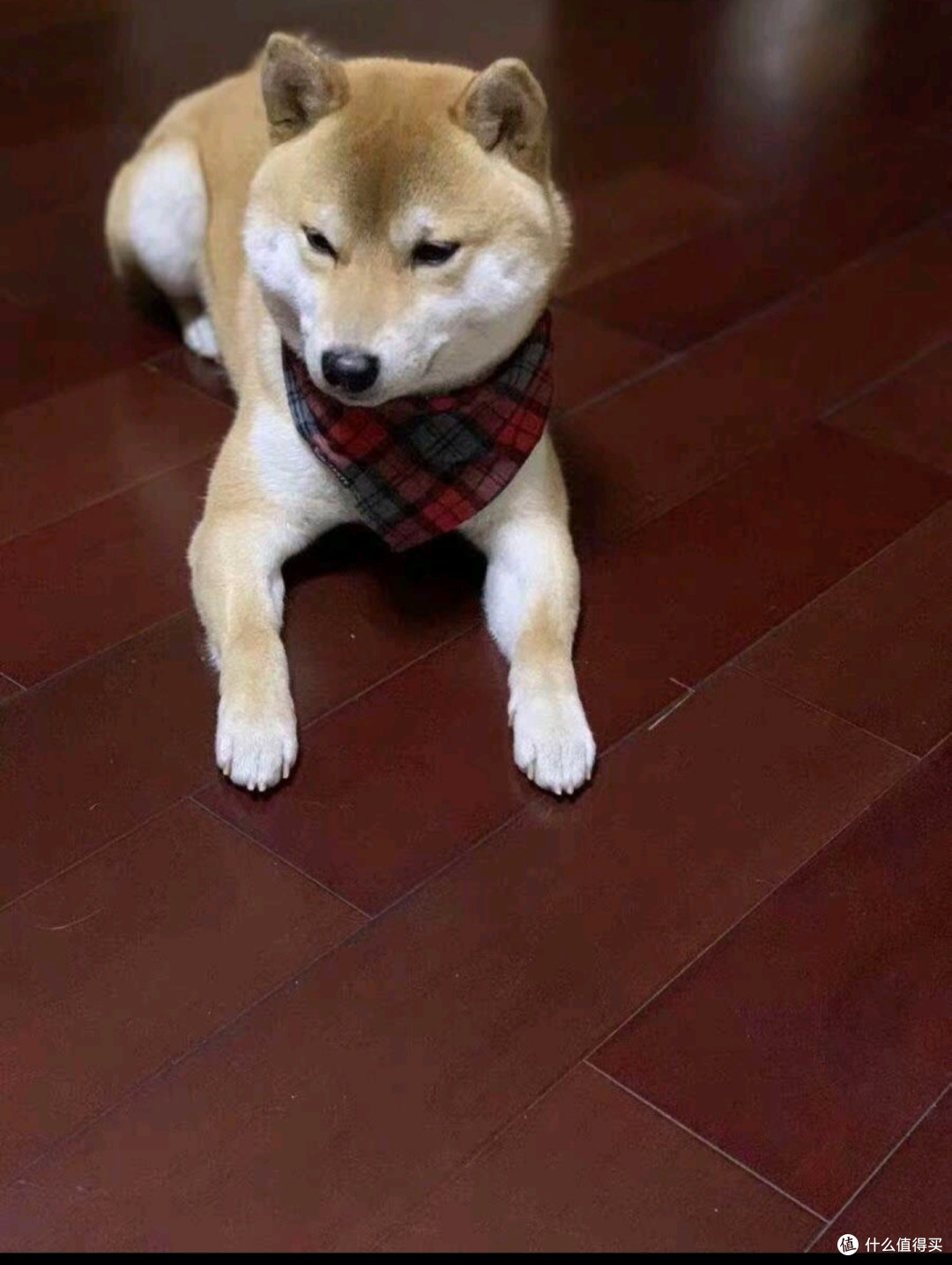 狗狗沐浴露