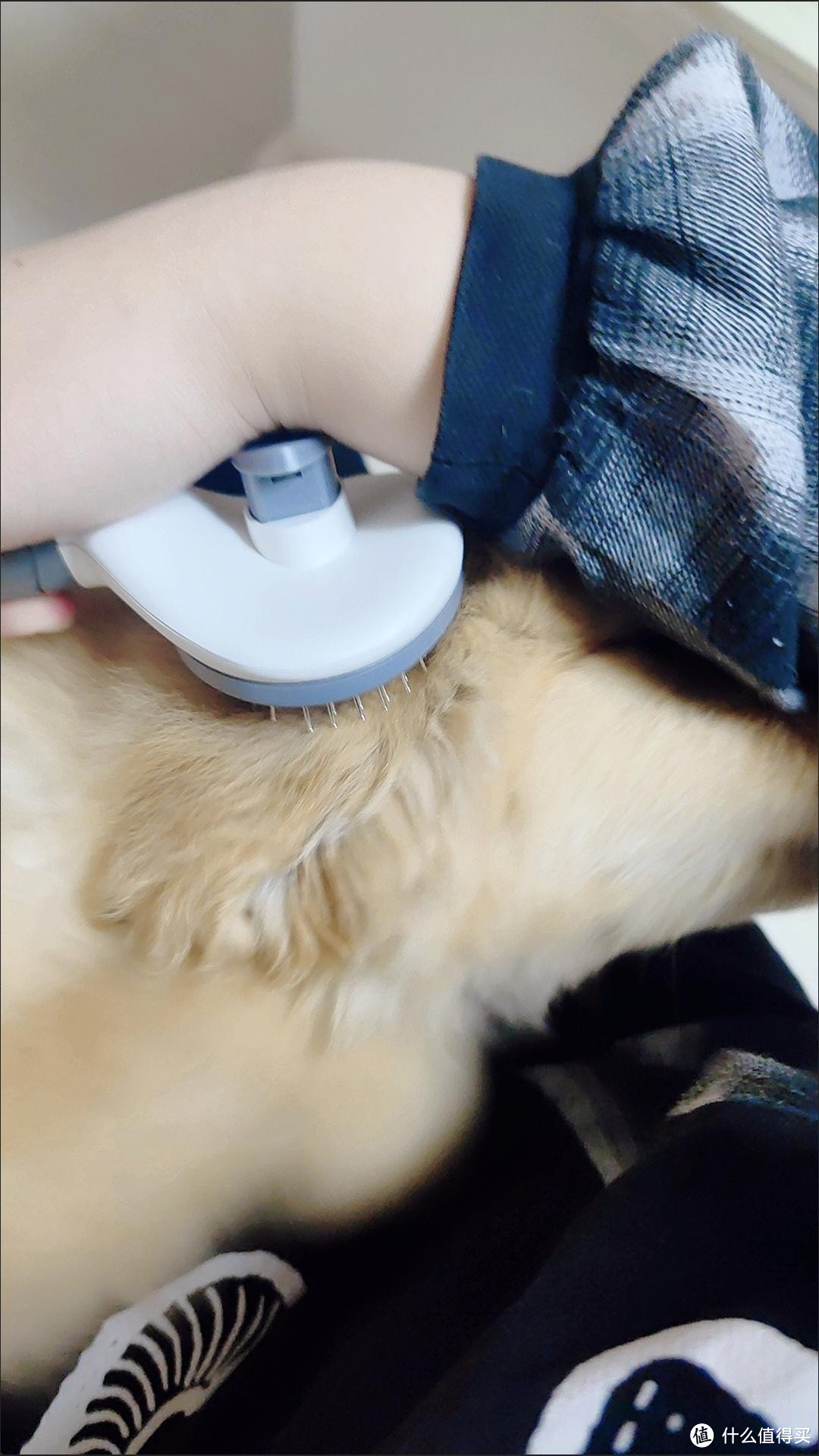 狗狗专用梳毛器：轻松打理的必备神器

