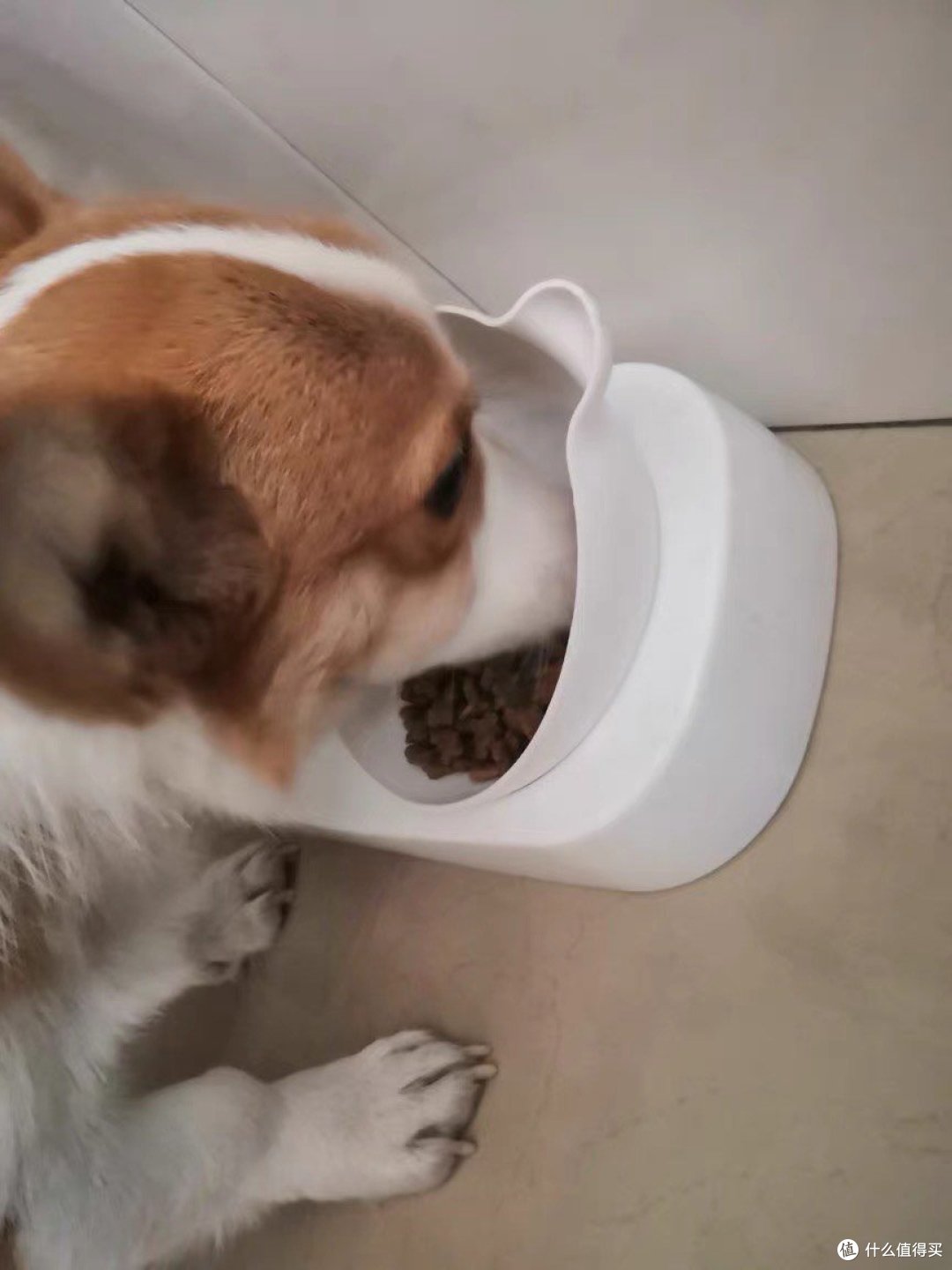 合理喂养狗狗