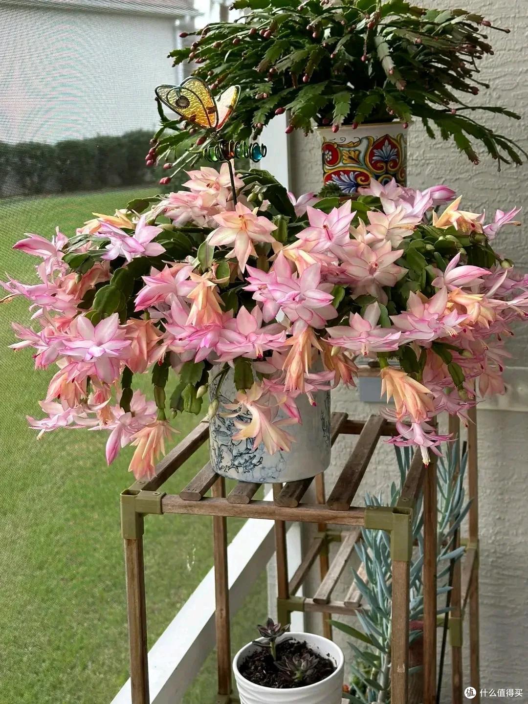 元旦前,建议“扦插”9种花,不黑腐“好成活”