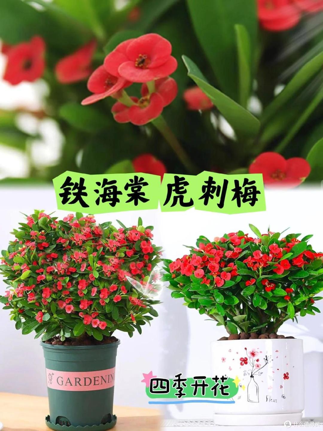 元旦前,建议“扦插”9种花,不黑腐“好成活”