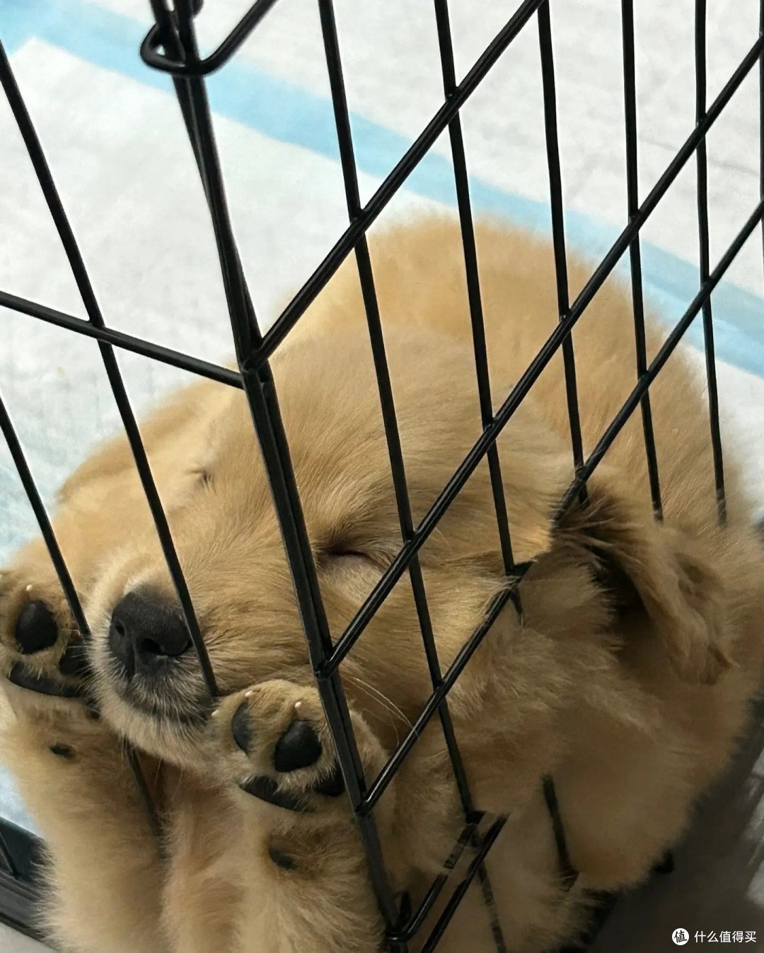 如何在狗狗身上培养责任感和爱心