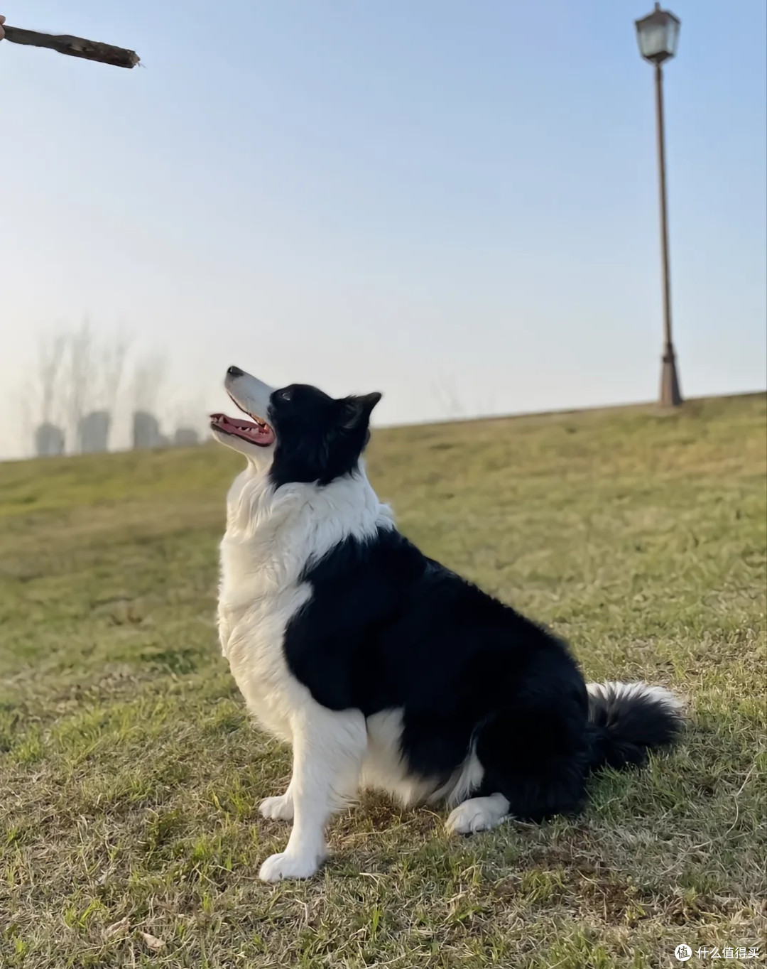 狗狗：人类最忠实的朋友