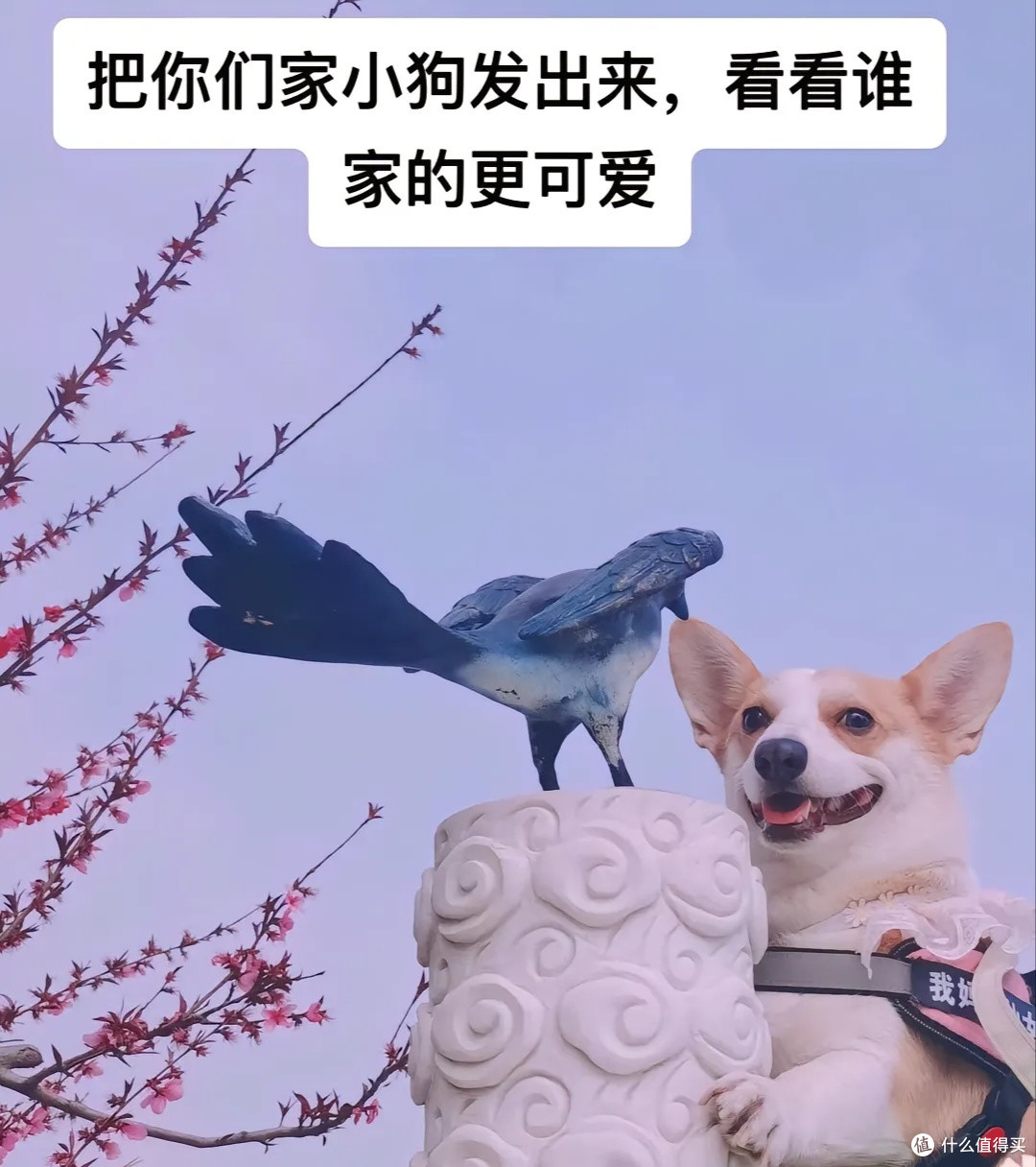 如何选择一只健康的小狗,以下是几点重要提示