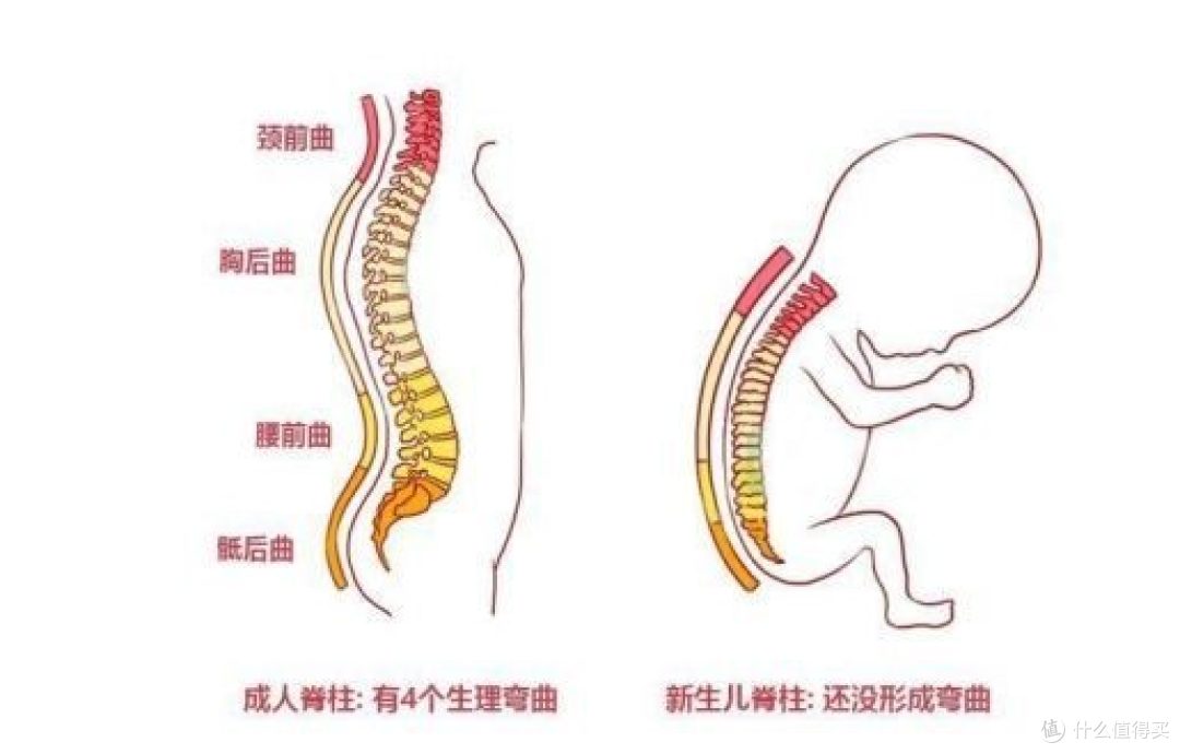 宝宝哭闹时为啥竖抱后立马就停止哭闹?原来和宝宝的智力发育有关