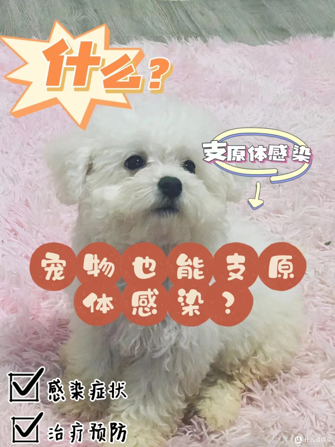 犬猫和人都中招的支原体感染,是何方神圣?