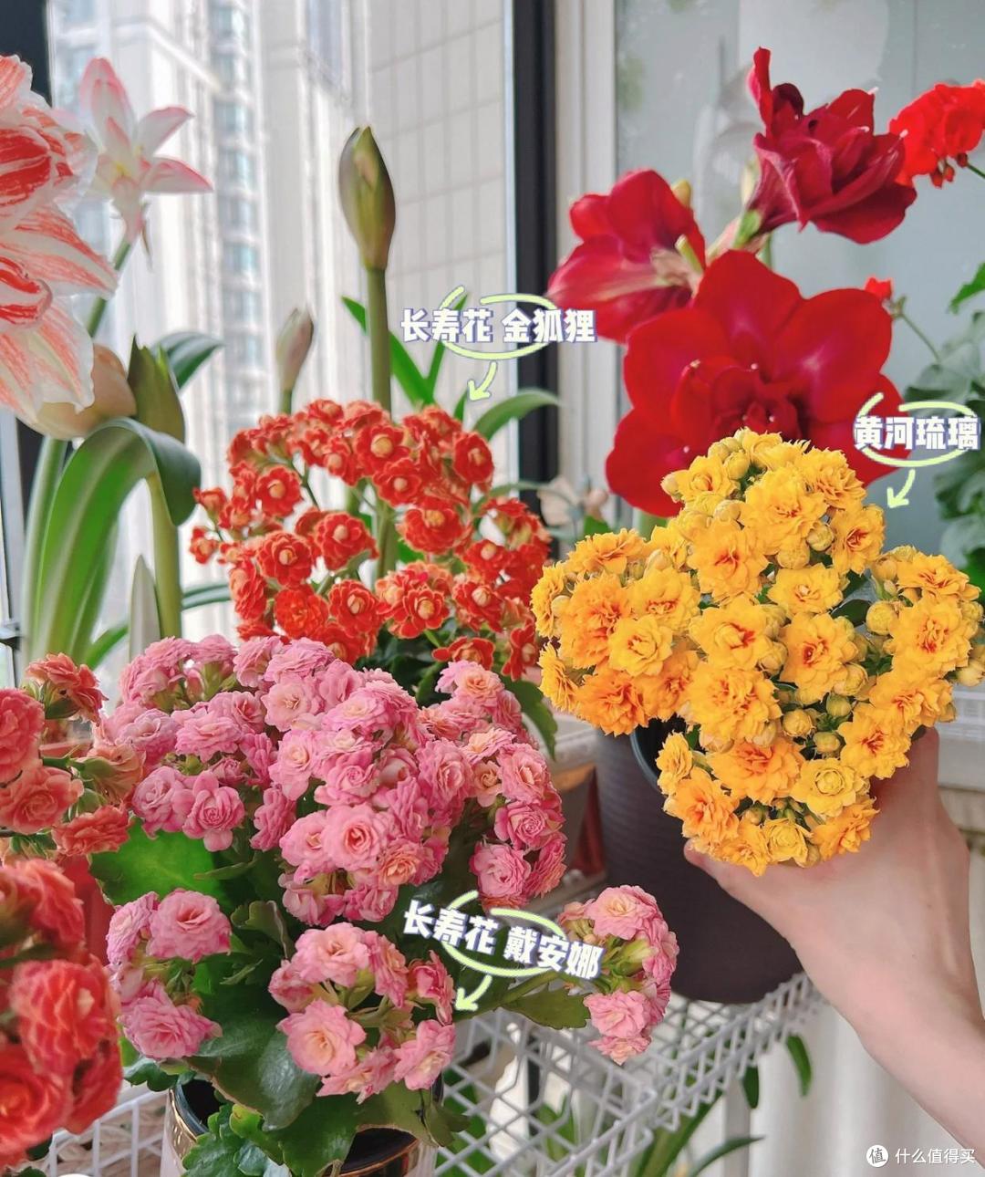 养花的尽头是"长寿花",养花15年,还是相信了