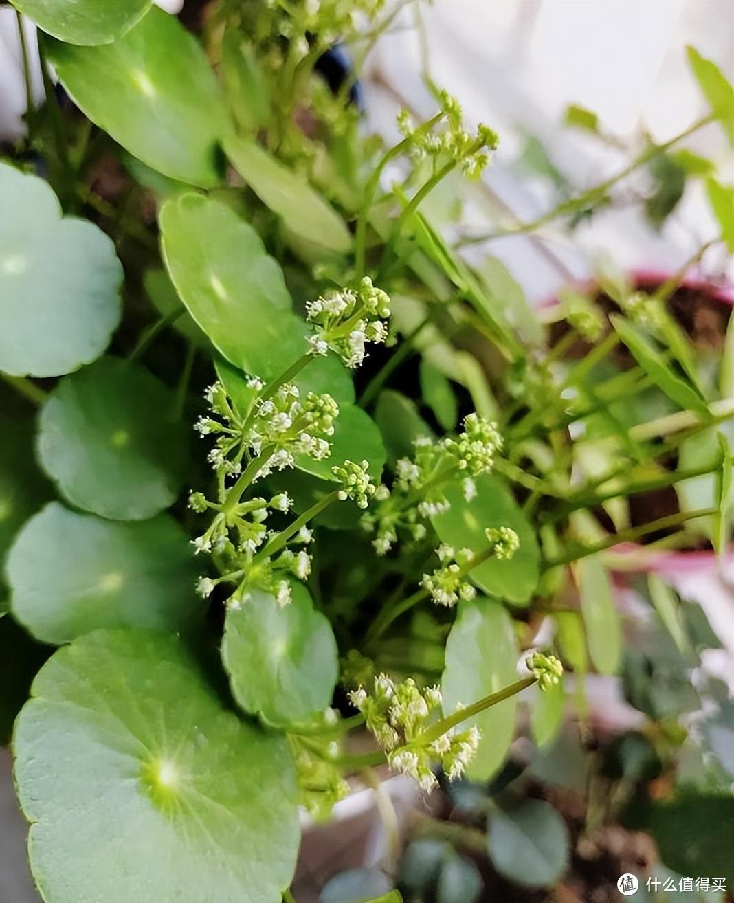 轻易不开花，开花即有“好兆头”的8种花，快看你家养过吗？