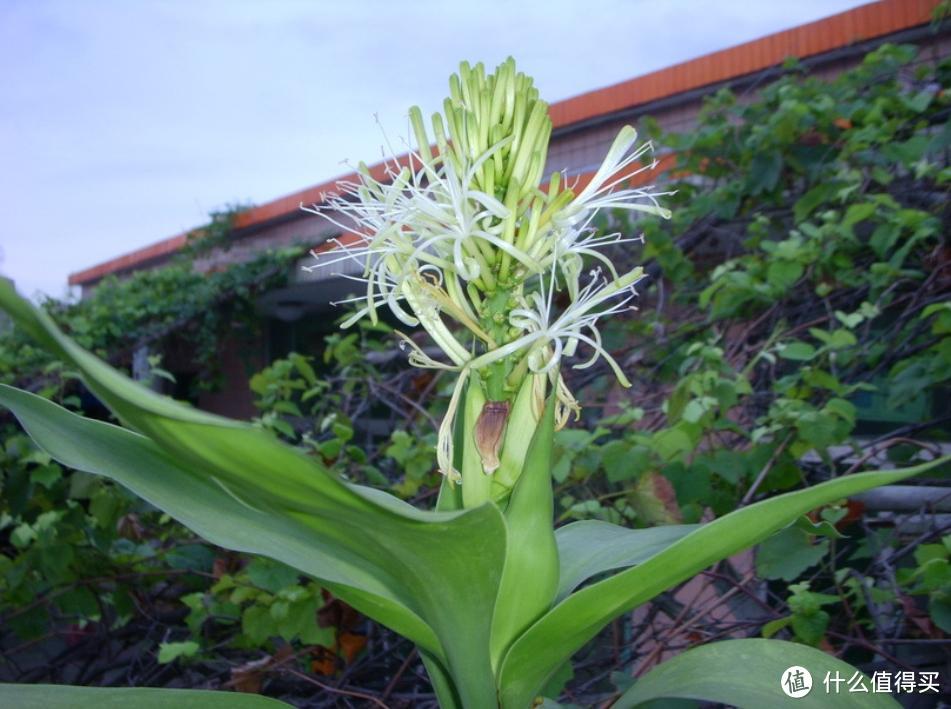 轻易不开花，开花即有“好兆头”的8种花，快看你家养过吗？