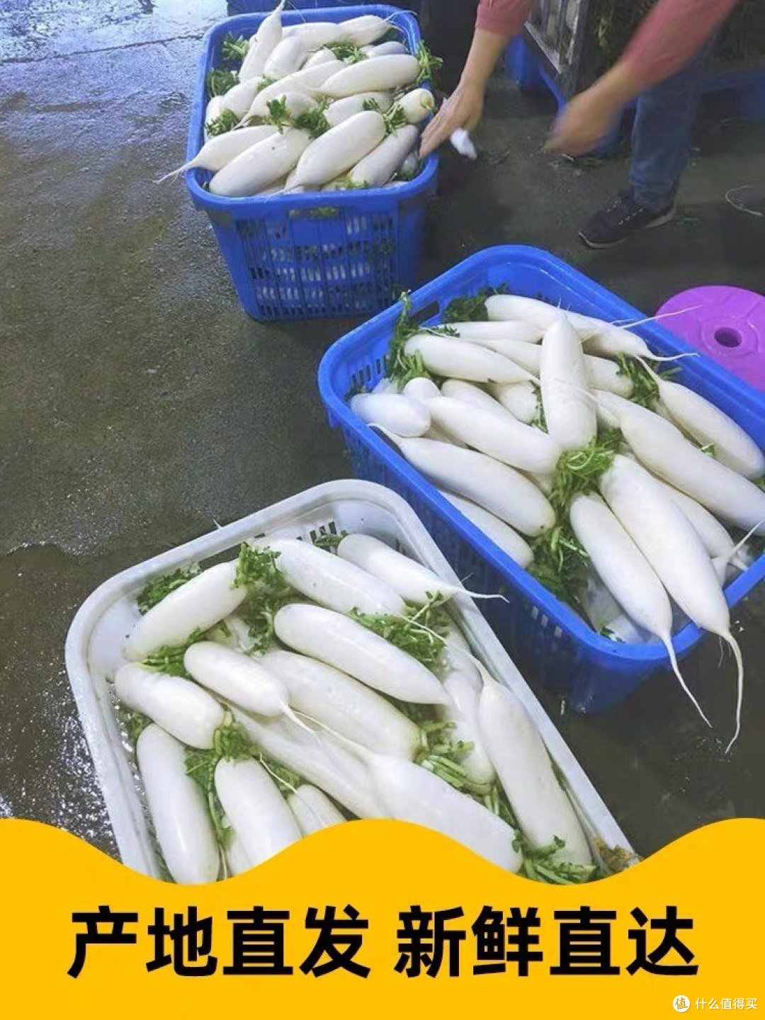 橙色的地下长条魔法师——白萝卜