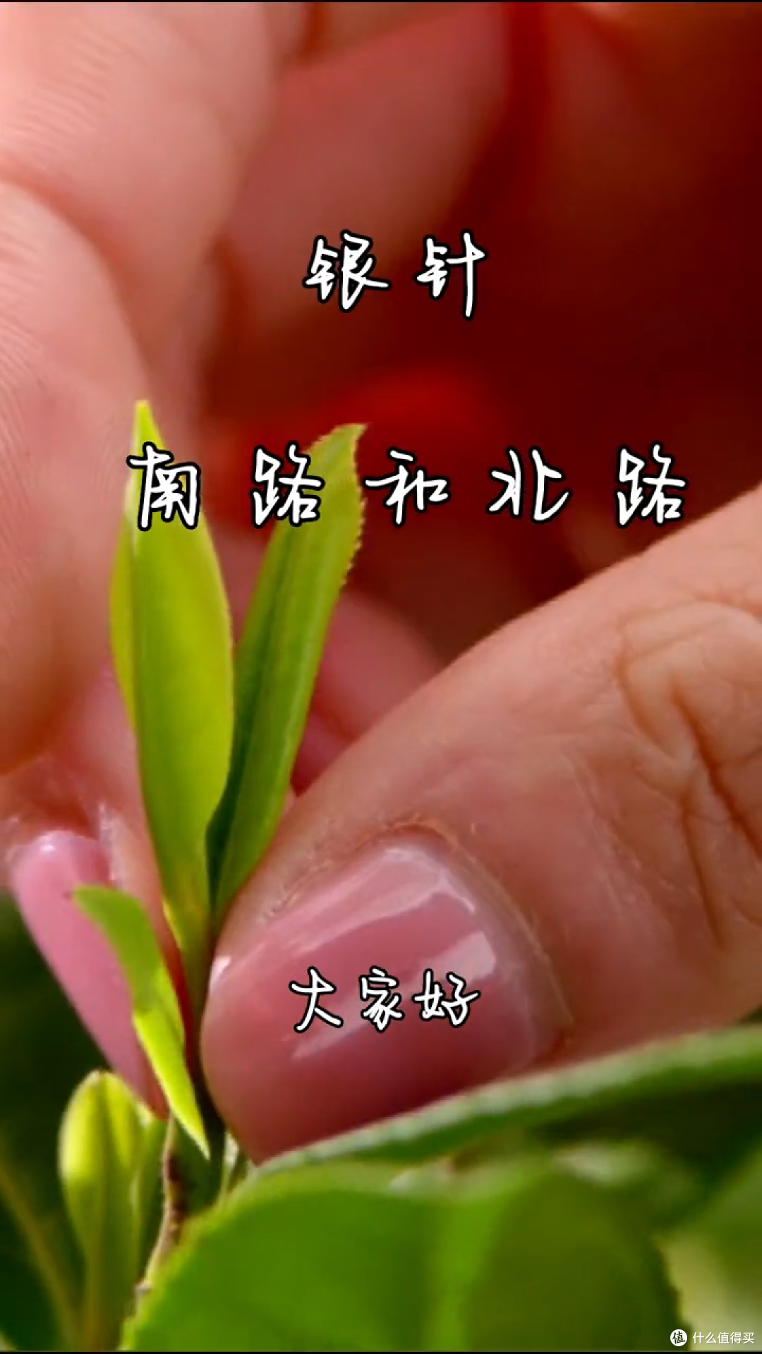 四川茶博会 银针还区分南白，您知道吗？