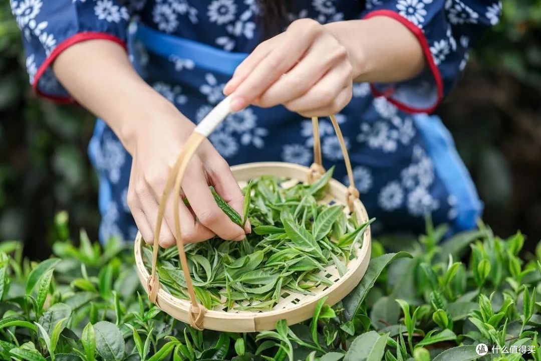 四川茶博会 不好的茶千万种，好茶却相同
