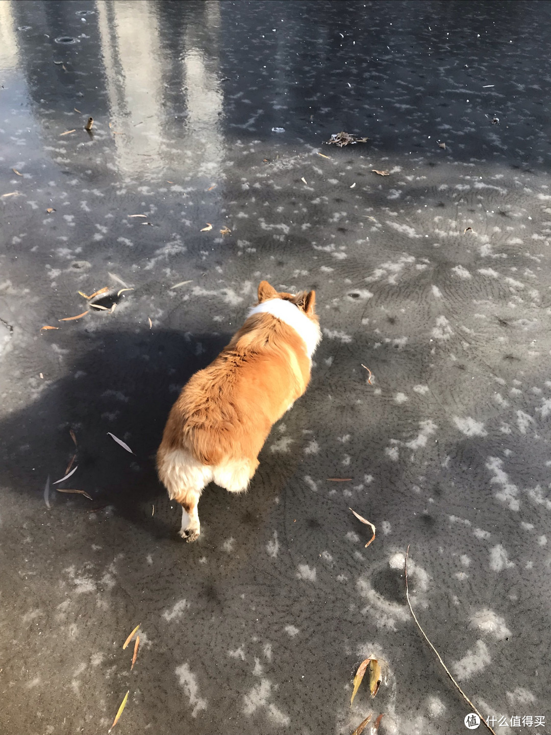 带第一次见雪的柯基雪中漫步