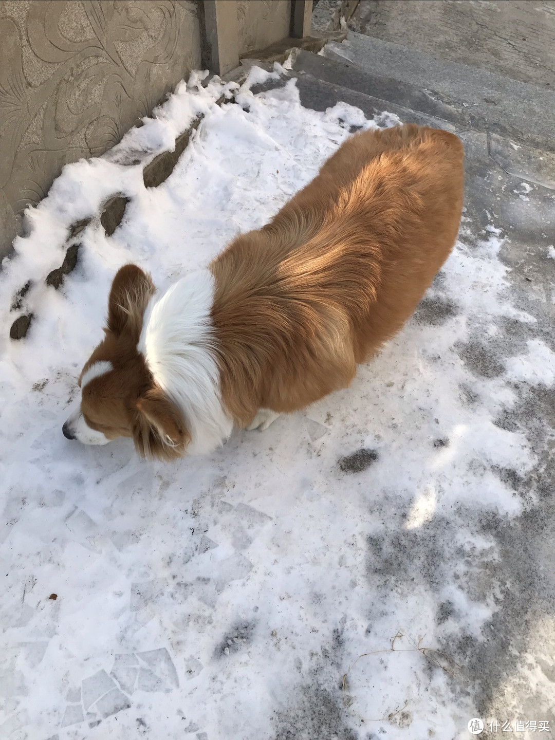 带第一次见雪的柯基雪中漫步