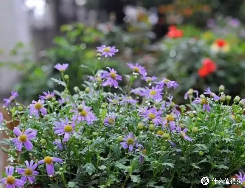 浙江小姑娘，花了2年，将老房子改造成别墅，里面的庭院美哭了我