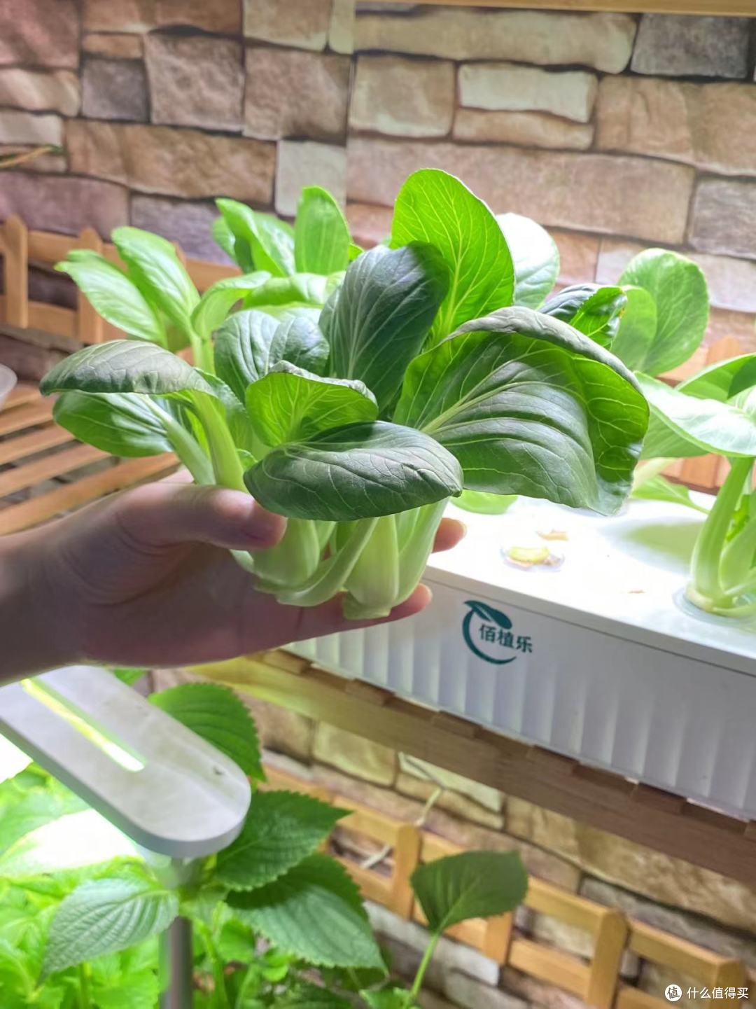 无土种植冬日绿色
