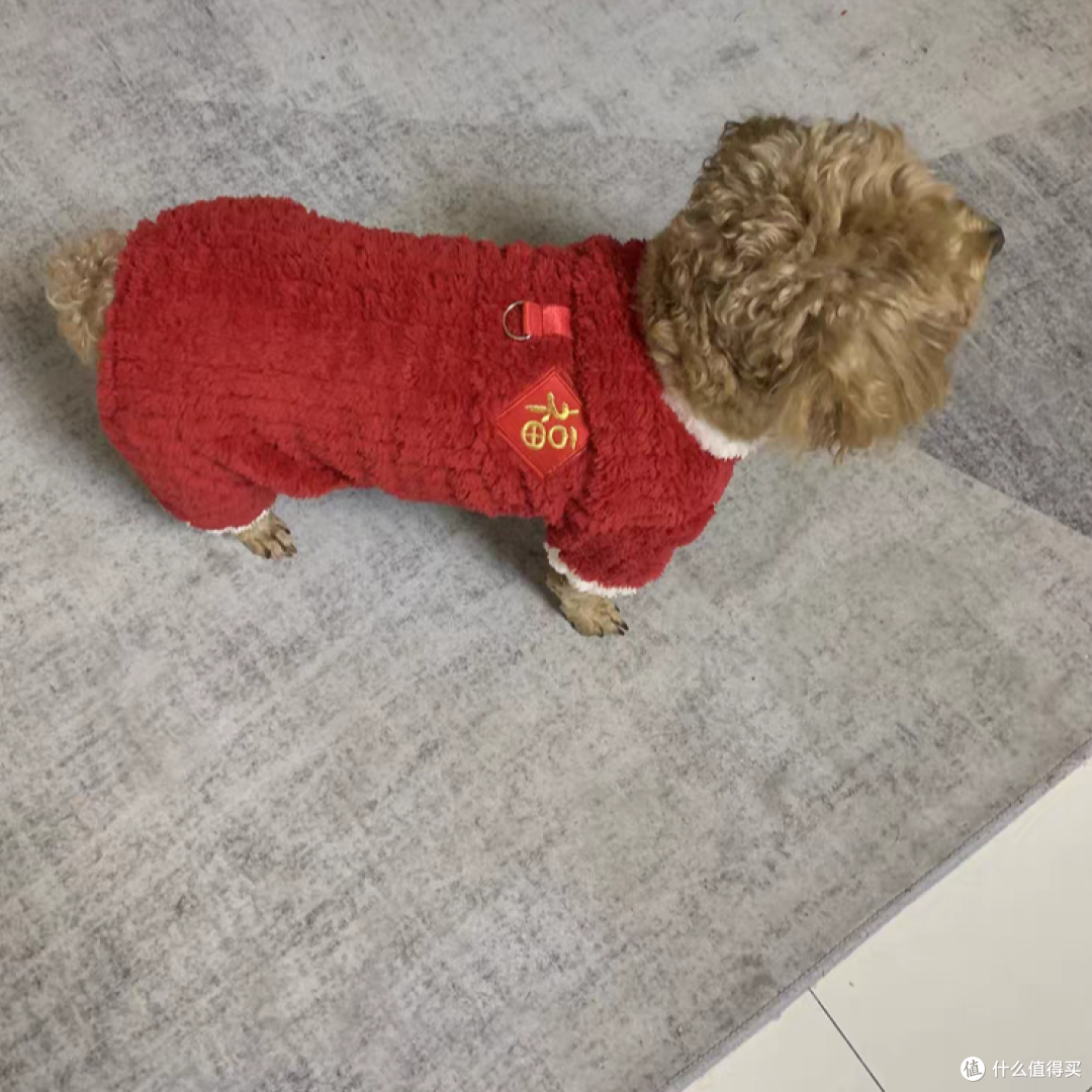 宠物过年必备的三件套