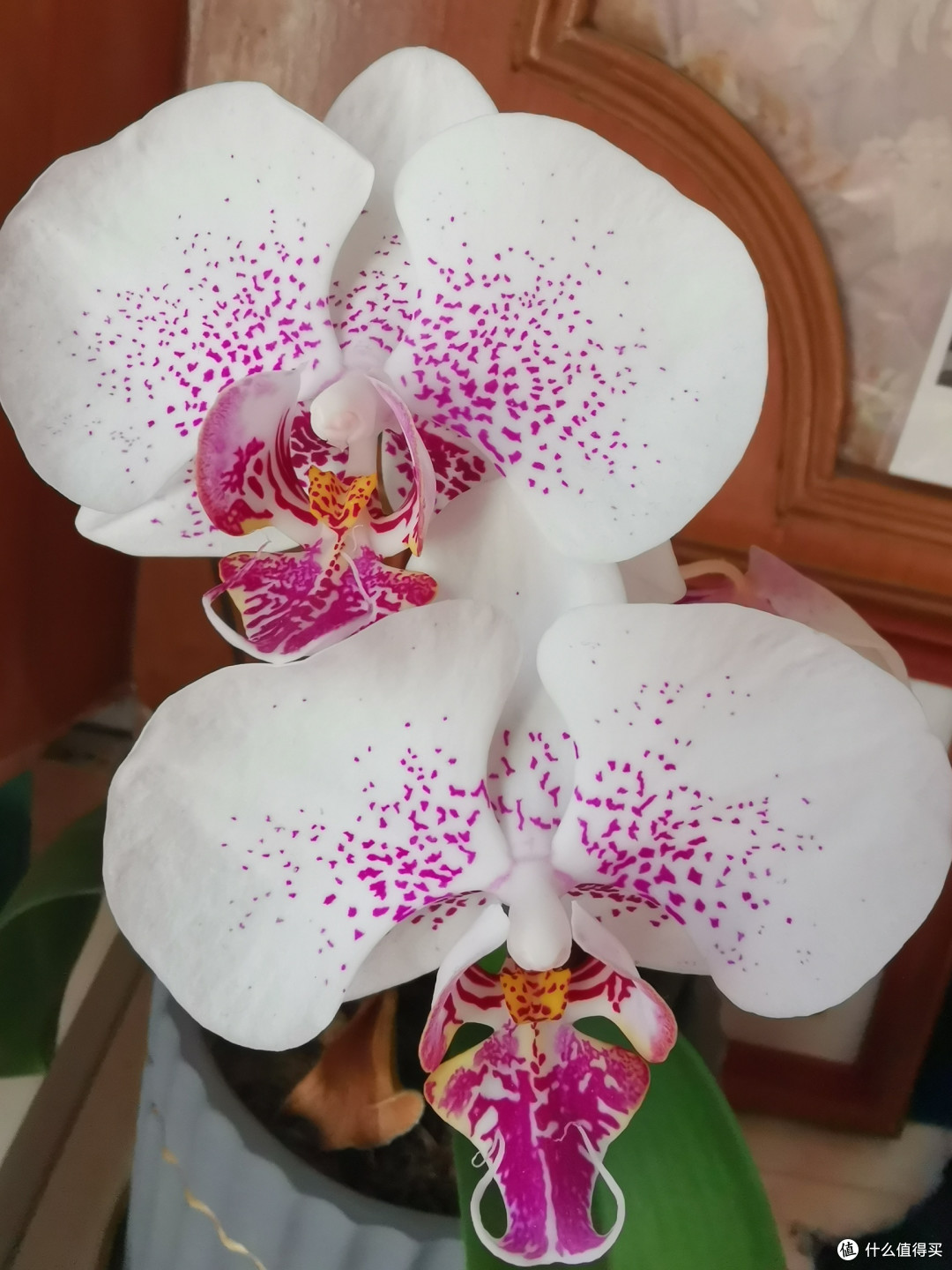 花剑不长，花瓣也小了许多