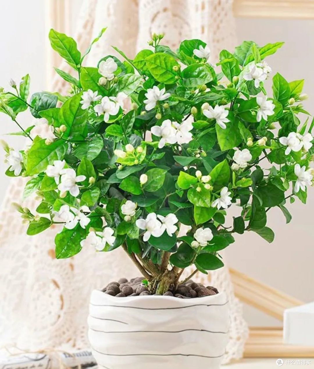 寒冬,8种花草要“剃光头”,剃得越“狠”,春天长势越好