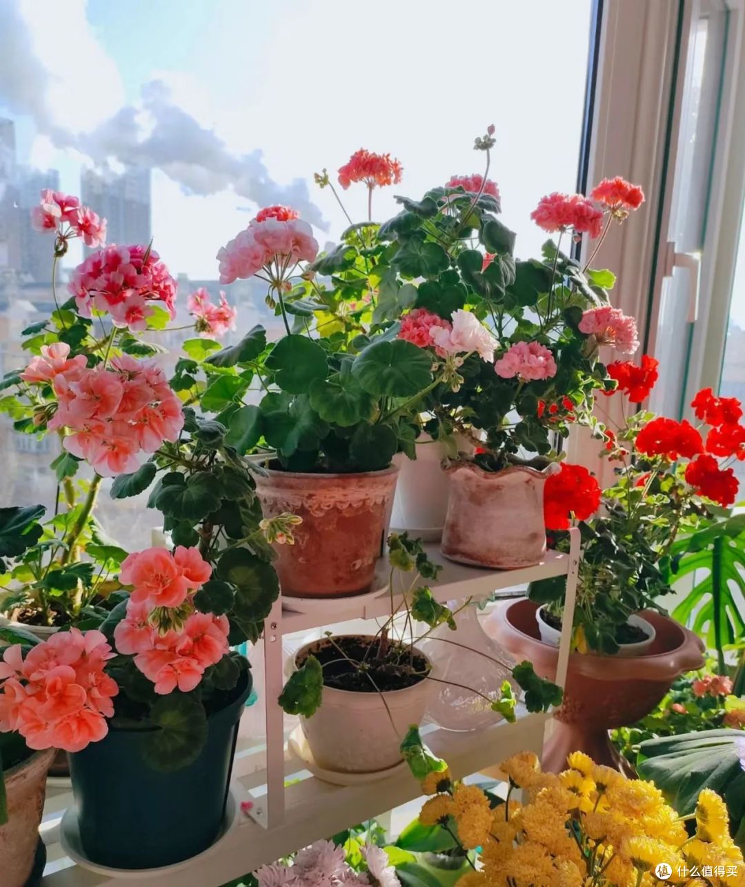 寒冬,8种花草要“剃光头”,剃得越“狠”,春天长势越好
