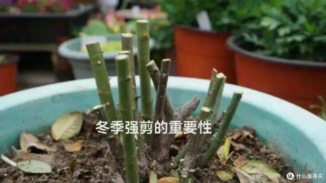 寒冬,8种花草要“剃光头”,剃得越“狠”,春天长势越好