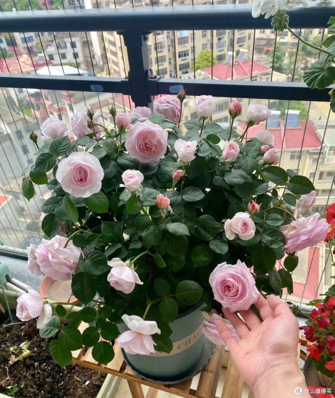 寒冬,8种花草要“剃光头”,剃得越“狠”,春天长势越好