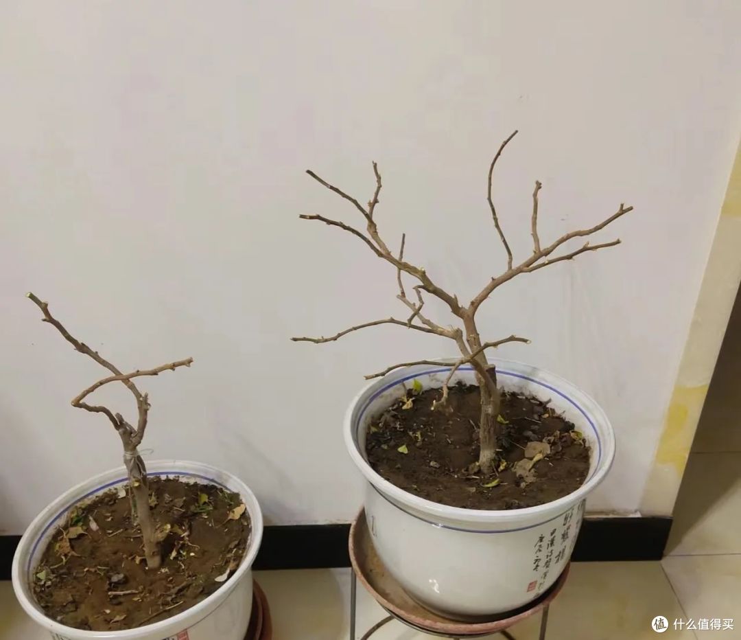 寒冬,8种花草要“剃光头”,剃得越“狠”,春天长势越好