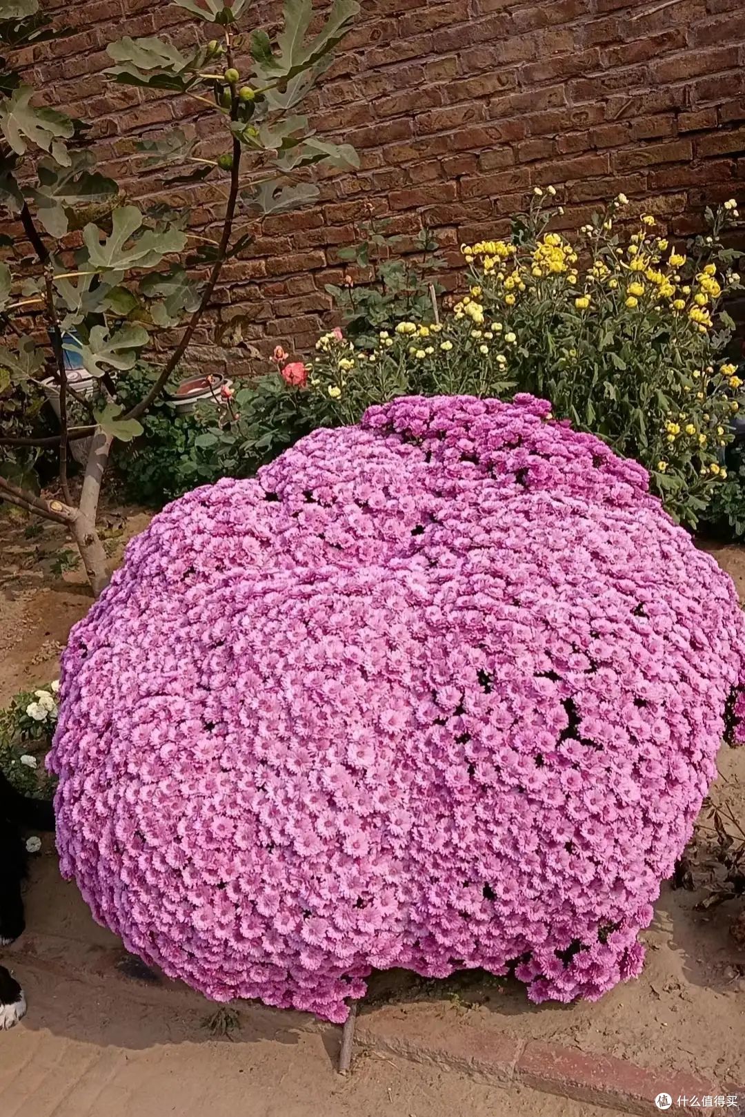 寒冬,8种花草要“剃光头”,剃得越“狠”,春天长势越好