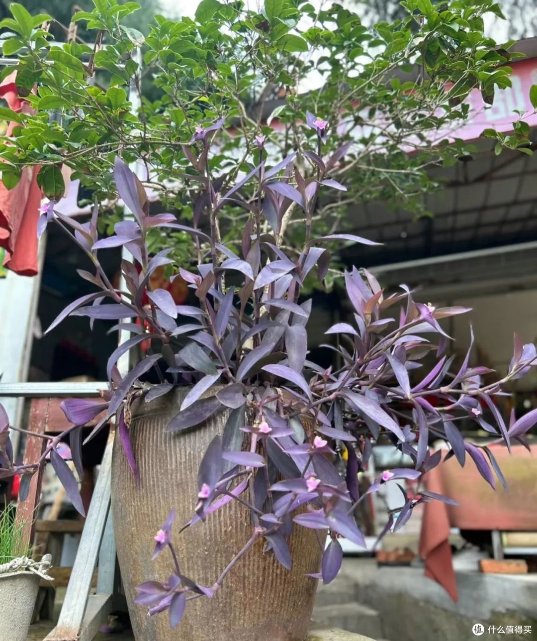 寒冬,8种花草要“剃光头”,剃得越“狠”,春天长势越好