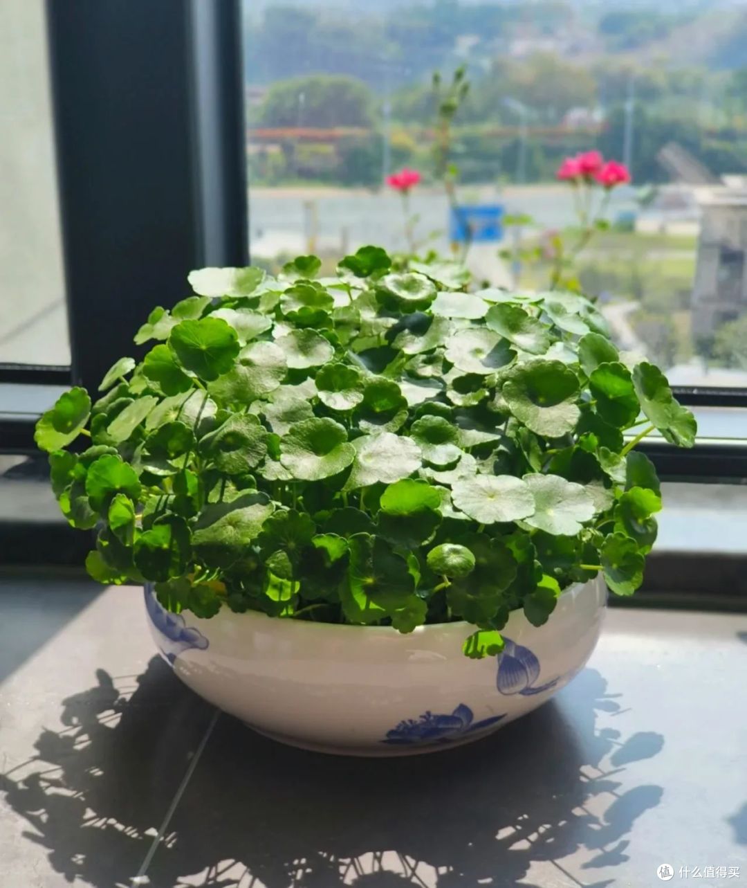 寒冬,8种花草要“剃光头”,剃得越“狠”,春天长势越好