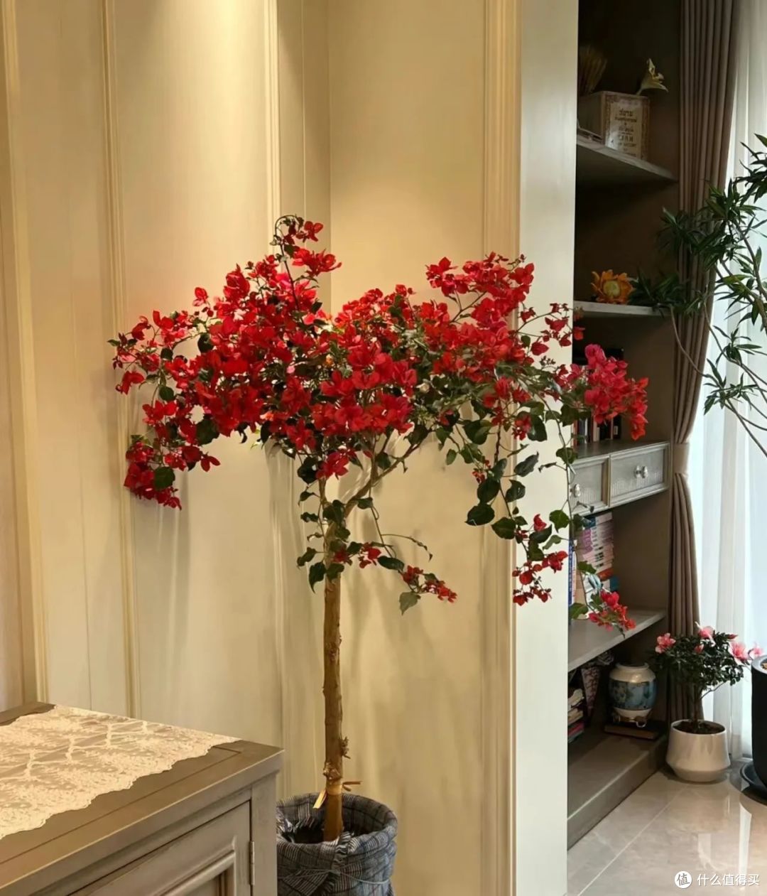寒冬,8种花草要“剃光头”,剃得越“狠”,春天长势越好