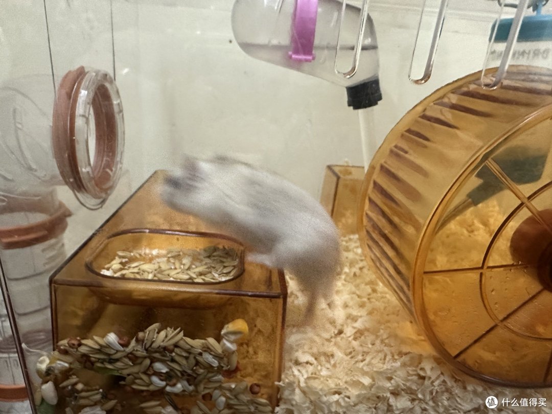 你们家的仓鼠鼠都吃什么粮食?