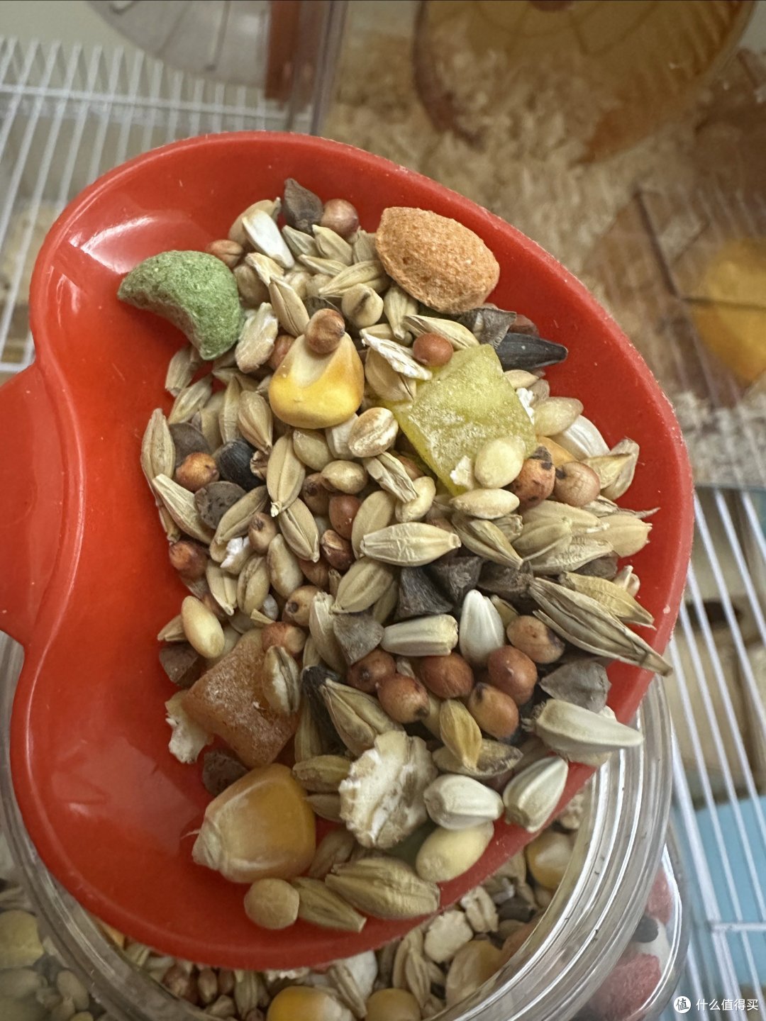 你们家的仓鼠鼠都吃什么粮食?