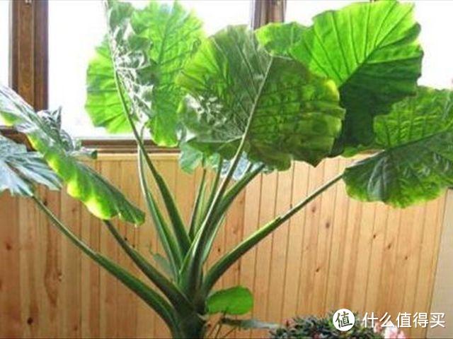 轻易不开花，开花有“好兆头”的8种花，家里养一盆，吉祥又如意