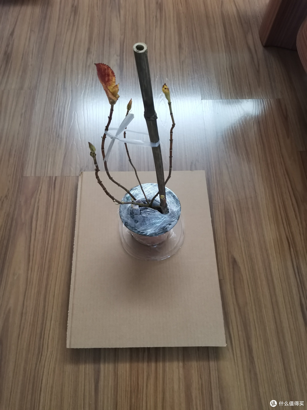 无尽夏新娘到手,苗情优秀。(绣球花怎么养?新手如何入门养绣球花?绣球花栽培指南)