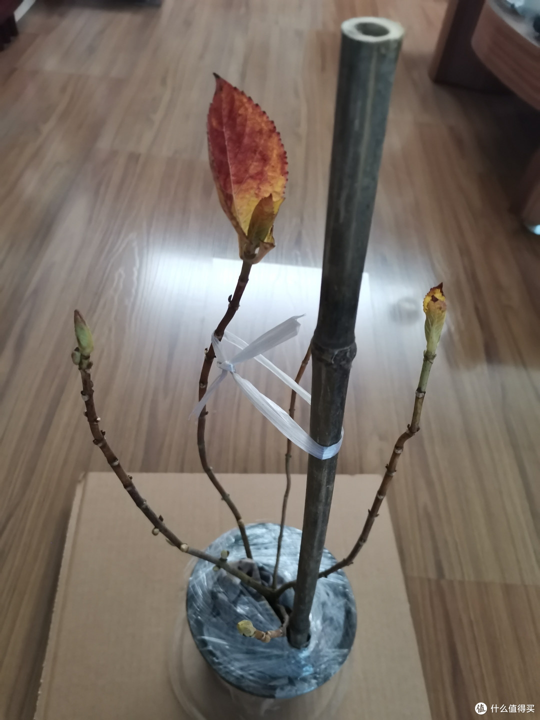 无尽夏新娘到手,苗情优秀。(绣球花怎么养?新手如何入门养绣球花?绣球花栽培指南)