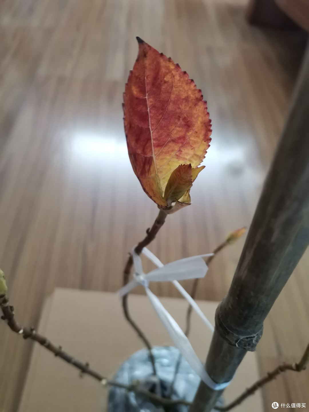 无尽夏新娘到手,苗情优秀。(绣球花怎么养?新手如何入门养绣球花?绣球花栽培指南)