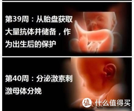 0--40周胎儿的发育过程，孕妈看了都直呼神奇，原来自己还有这功能